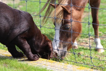 Salmonella en Rauwe Voeding